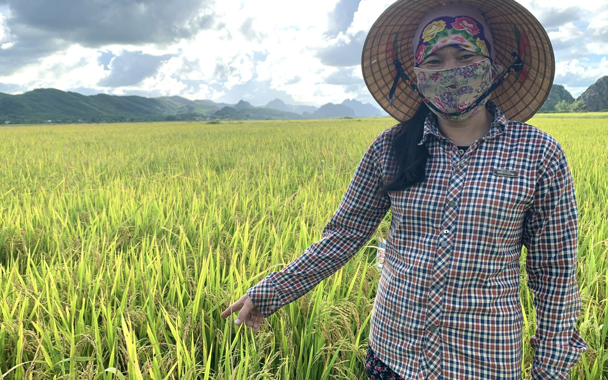 Một công ty ở Quảng Bình ngang nhiên bán cả tấn lúa giống chưa được cấp phép cho nông dân