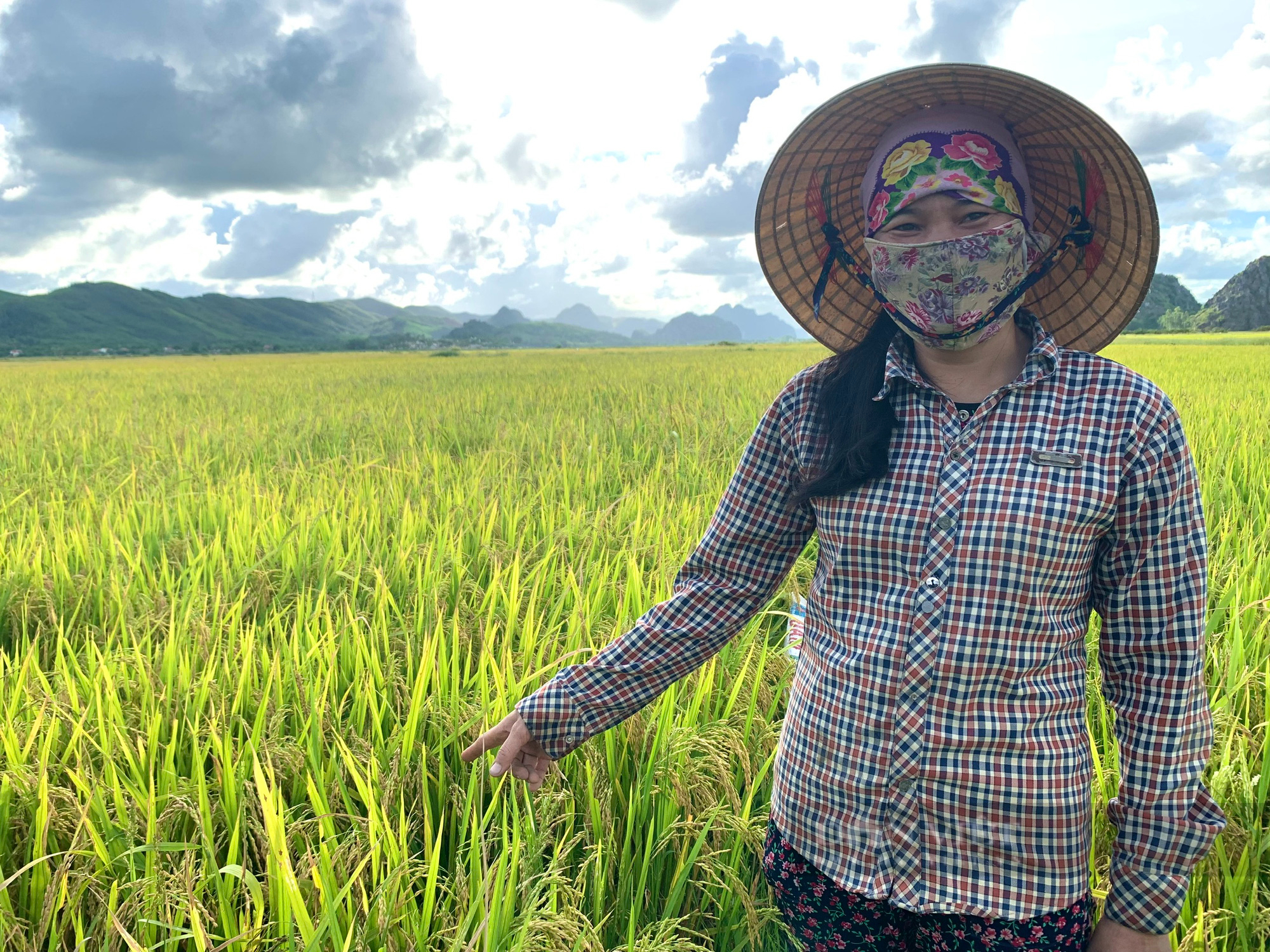 Quảng Bình: Nhiều giống lúa chưa được phép lưu hành đã bán cho nông dân - Ảnh 2.
