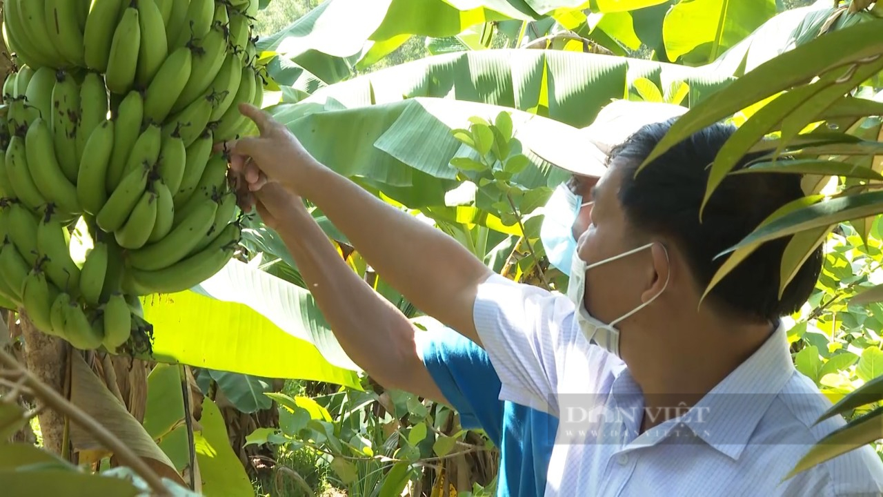Quảng Nam: Nguồn quỹ Hội cho hàng nghìn nông dân vay vốn với lãi suất thấp  - Ảnh 1.