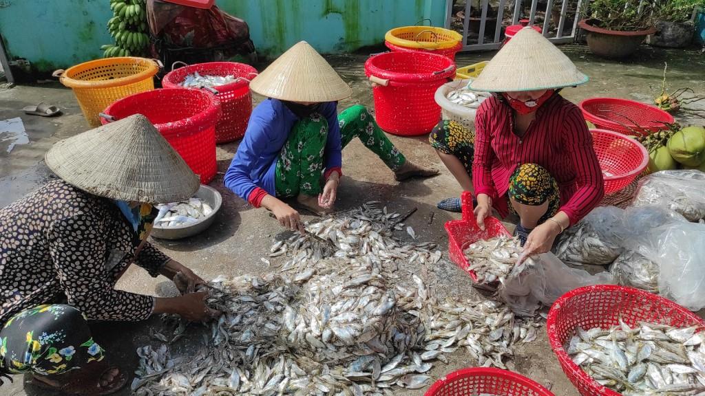 Cà Mau: Nuôi cá lóc dày đặc, anh nông dân cho ăn thứ gì mà cá nhảy rào rào, nhiều người kéo tới xem? - Ảnh 5.