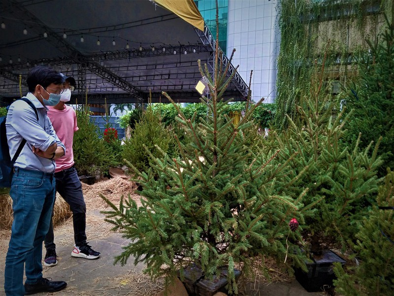 Lần đầu tiên cây thông Nga ra mắt người Việt mùa Giáng sinh - Ảnh 1.
