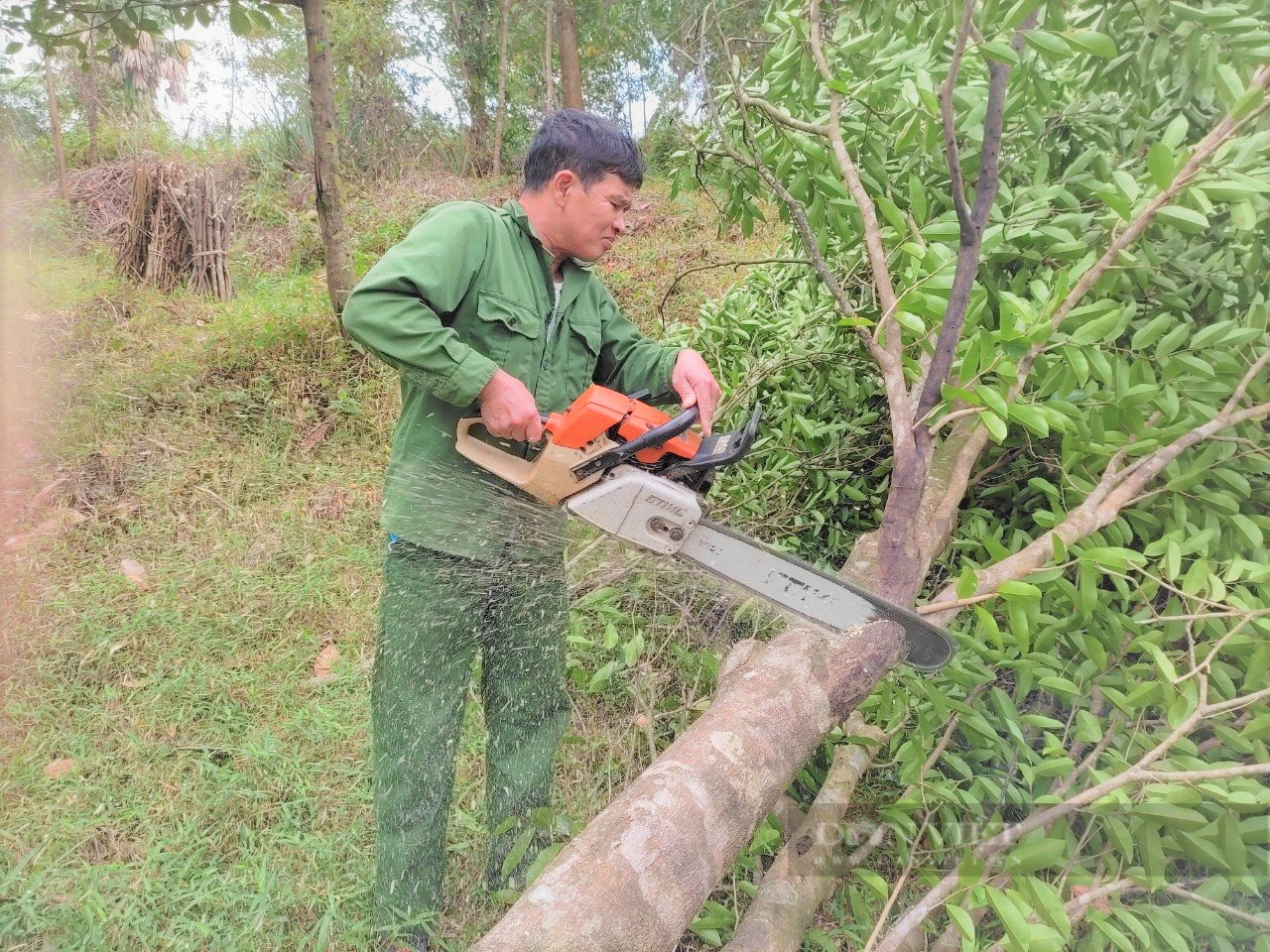 Người dân miền núi Hà Tĩnh thi nhau đẽo phá cây gió trầm, thu về hàng chục tỷ đồng/năm - Ảnh 2.