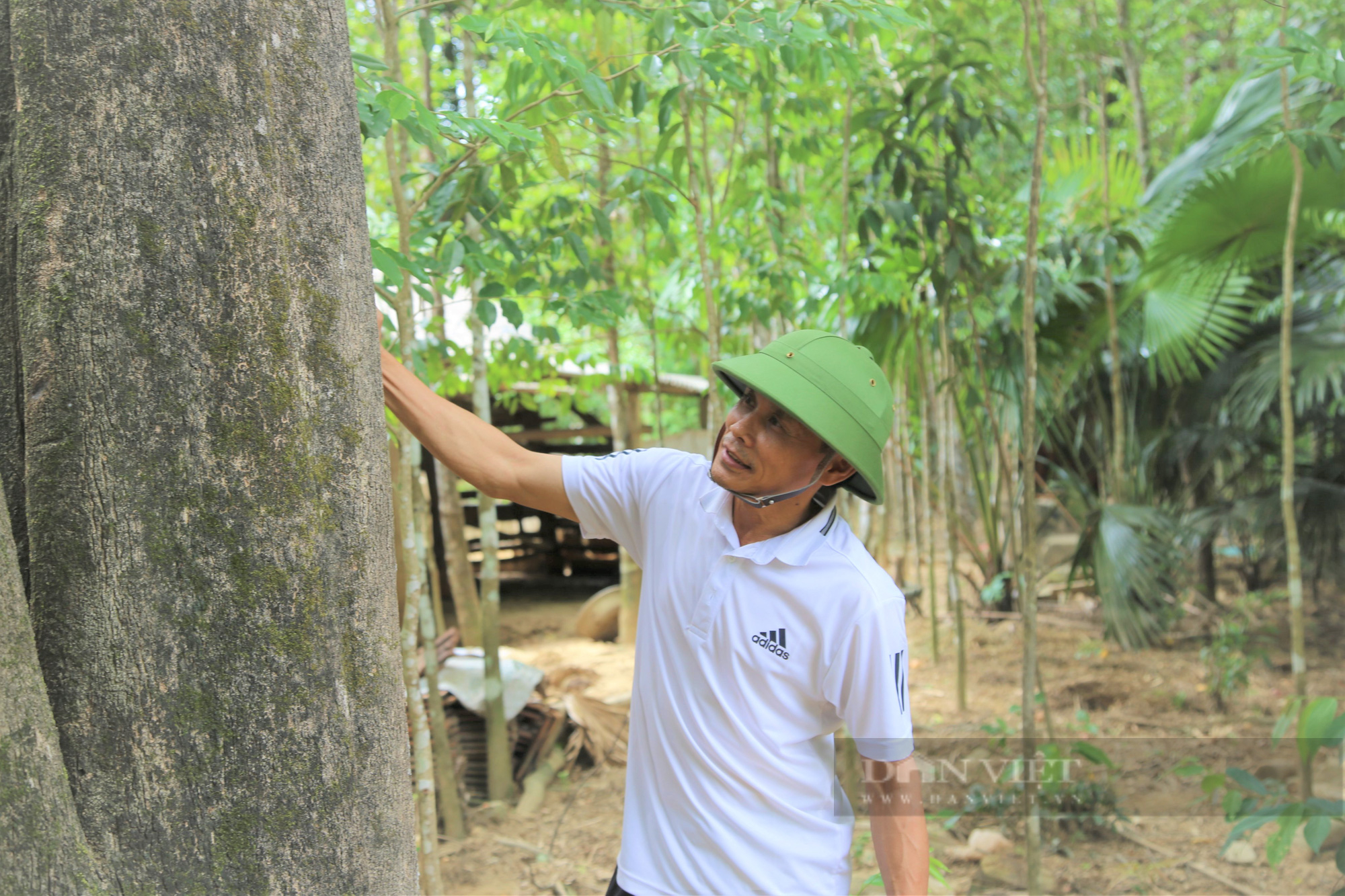 Người dân miền núi Hà Tĩnh thi nhau đẽo phá cây gió trầm, thu về hàng chục tỷ đồng/năm - Ảnh 8.