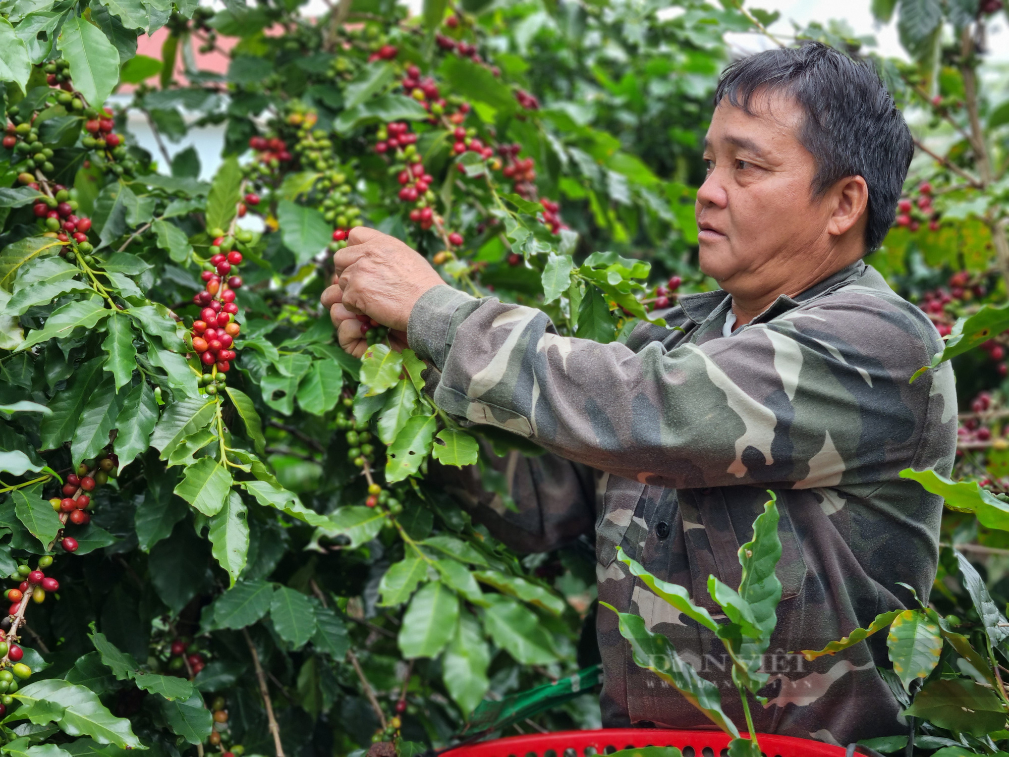 Chắp cánh cho thương hiệu cà phê Sơn La vươn xa - Ảnh 1.