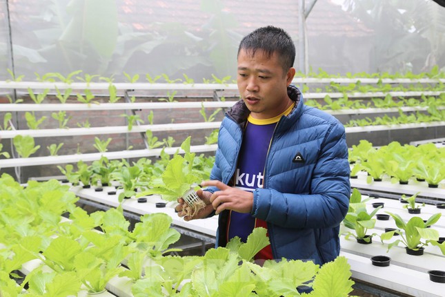 Mô hình trồng rau không đất trong nhà kính có 1-0-2 của “hot boy” xứ Nghệ, thu hoạch đến đâu bán sạch đến đó - Ảnh 2.
