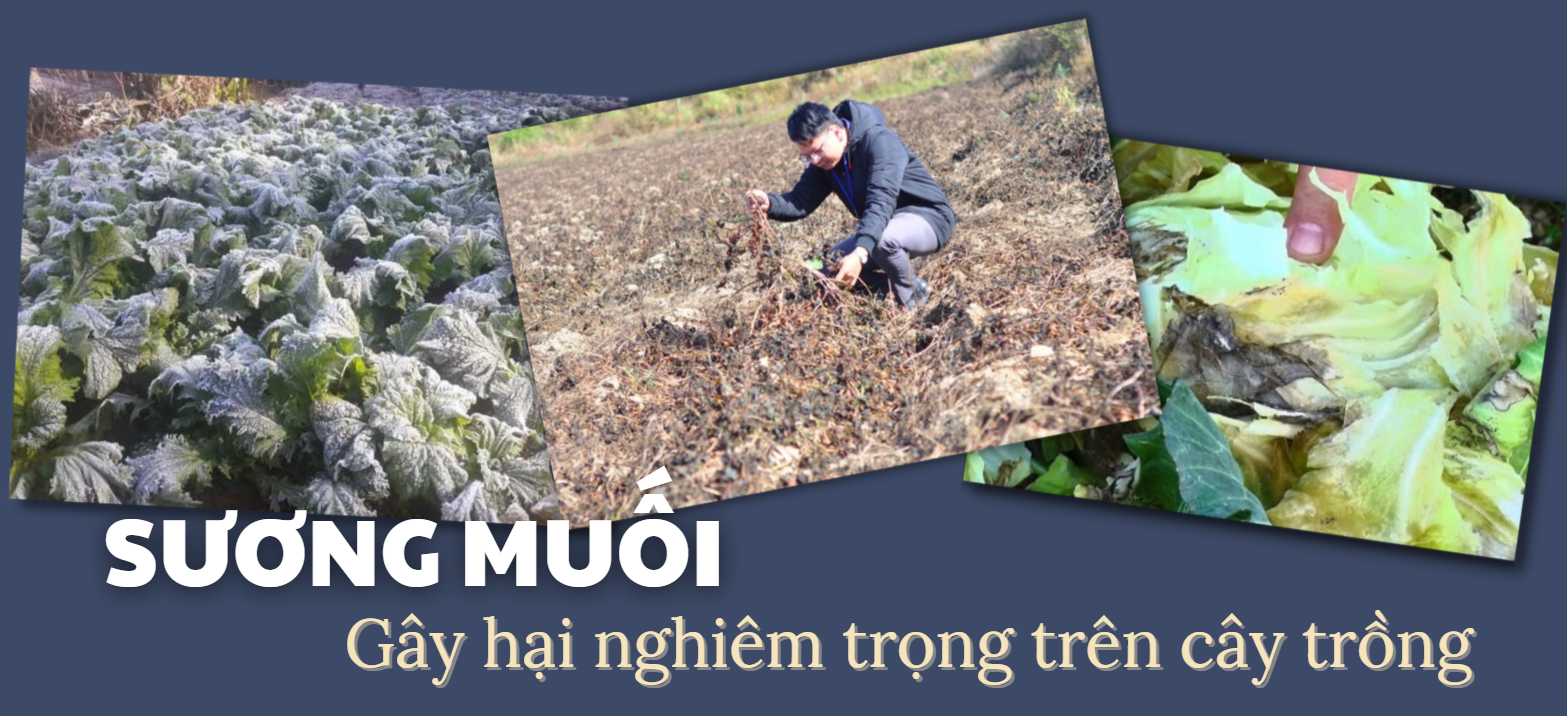 Lào Cai: Phòng chống rét cho rau màu vụ Xuân, đảm bảo nguồn cung tết Nguyên đán - Ảnh 2.