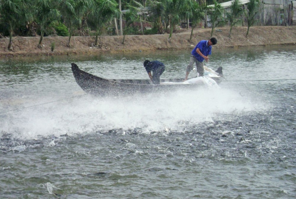 Giá cá tra nguyên liệu khởi sắc - Ảnh 1.