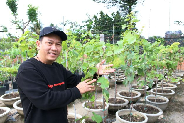 Nông dân Ninh Thuận tất bật chăm sóc nho cảnh kịp bán tết Nhâm Dần 2022 - Ảnh 4.
