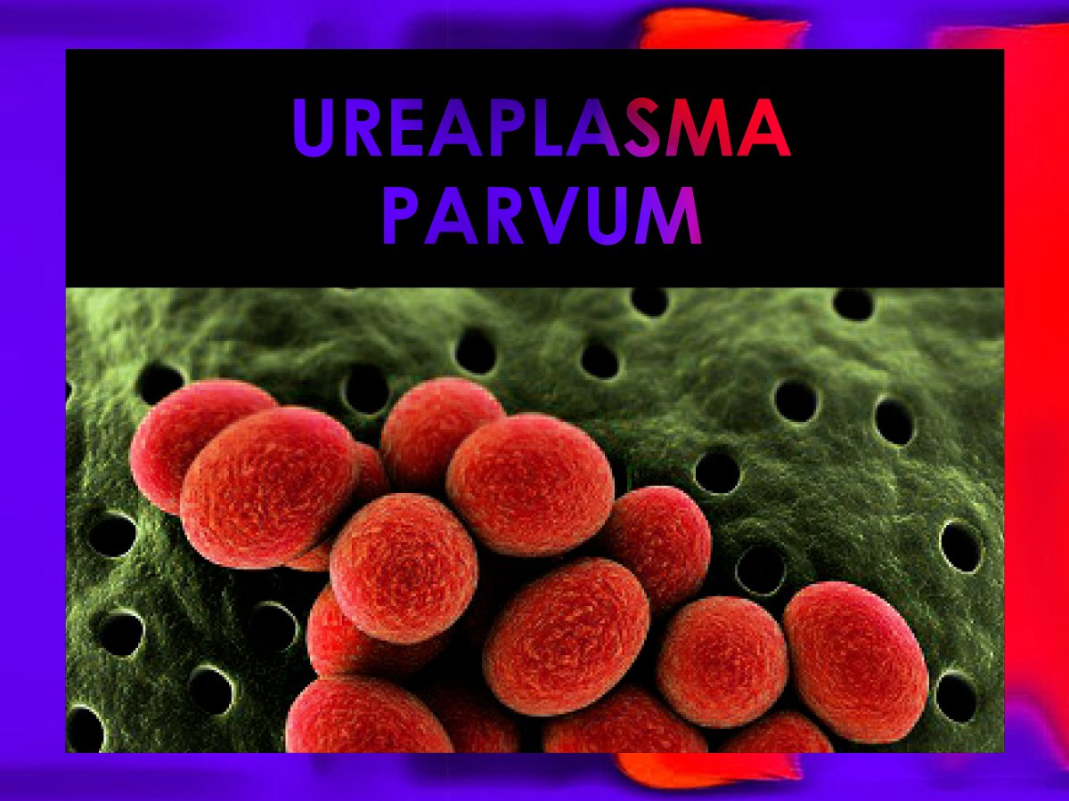 Nam sinh viên có thể lây Ureaplasma Parvum từ người yêu. Ảnh: BVCC