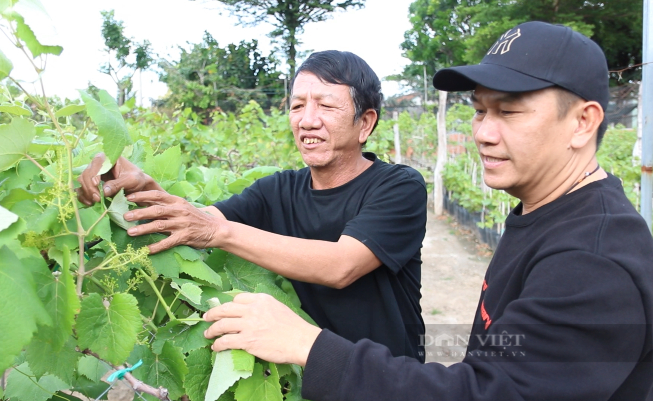 Nông dân Ninh Thuận tất bật chăm sóc nho cảnh kịp bán tết Nhâm Dần 2022 - Ảnh 6.