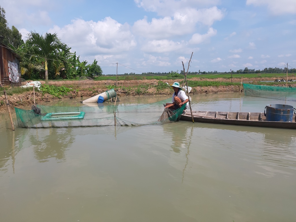 Nuôi loài cá hay đào hang hốc, ông nông dân tỉnh An Giang bắt bán 240.000 đồng/ký - Ảnh 1.