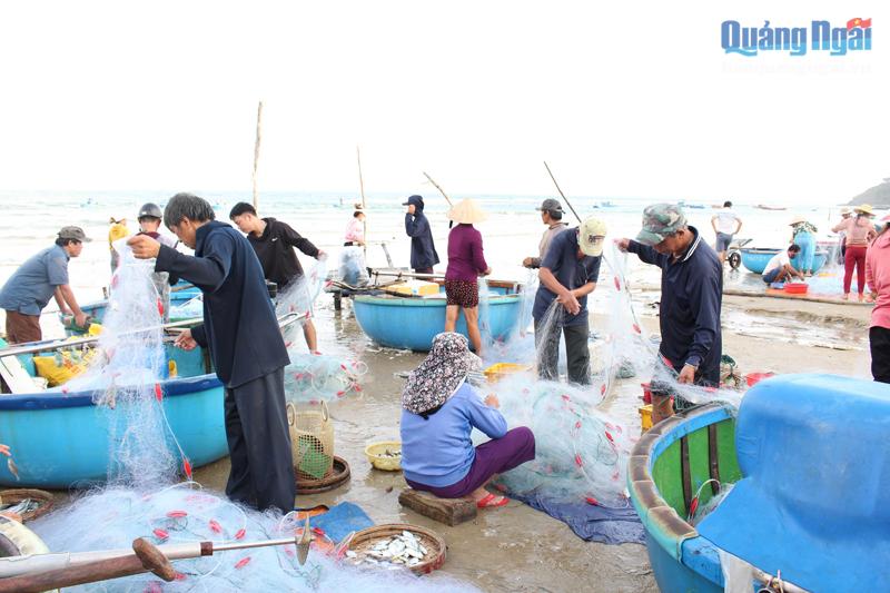 Quảng Ngãi: 2-3 giờ sáng ra biển, 8-9 giờ sáng vào bờ, dân bắt loài cá gì mà kiếm vài trăm ngàn đến 1 triệu? - Ảnh 1.