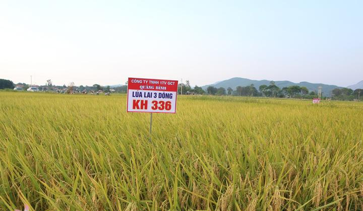 Vụ công ty ở Quảng Bình bán giống lúa chưa được cấp phép: Sở NNPTNT lập đoàn thanh tra khẩn - Ảnh 4.
