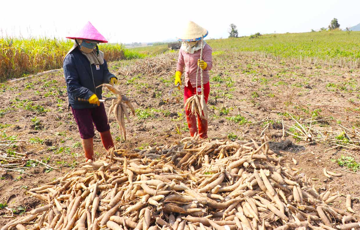 Trung Quốc đột nhiên tăng mua một loại nông sản của Việt Nam để trộn vào thức ăn chăn nuôi, là thứ gì? - Ảnh 2.