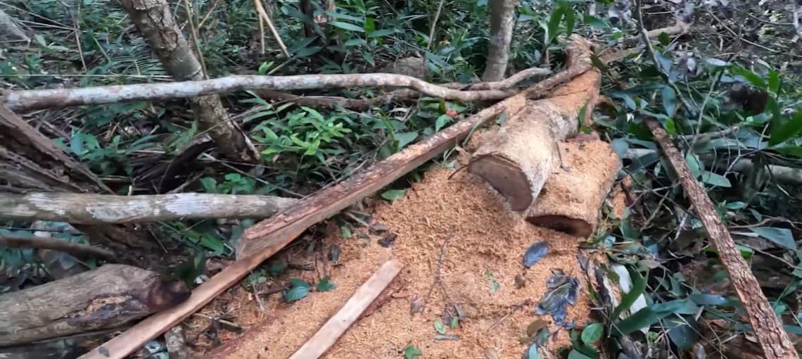 Đắk Lắk: 3 lò than xuất hiện trên đất rừng do Công ty TNHH MTV Lâm nghiệp Chư Phả quản lý - Ảnh 2.