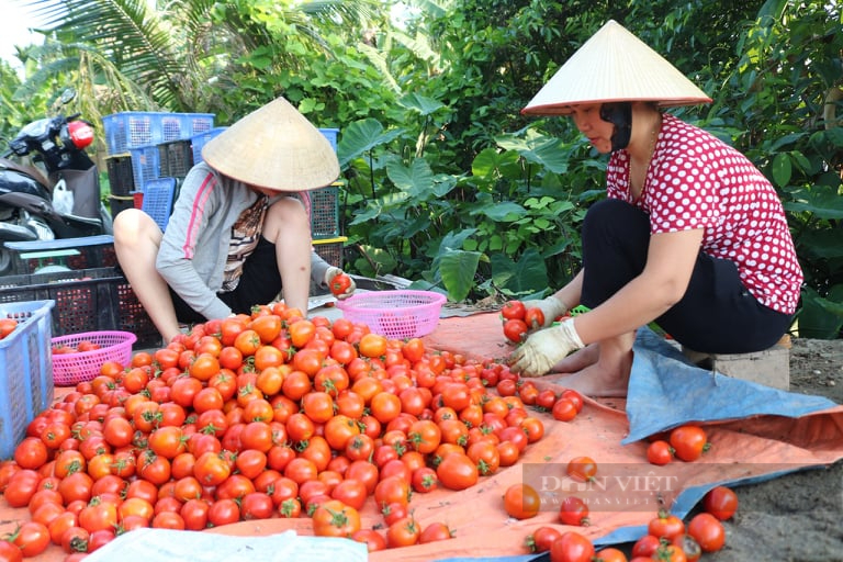 Hải Phòng giá cà chua tăng chóng mặt, bà nội trợ lắc đầu, lè lưỡi - Ảnh 4.