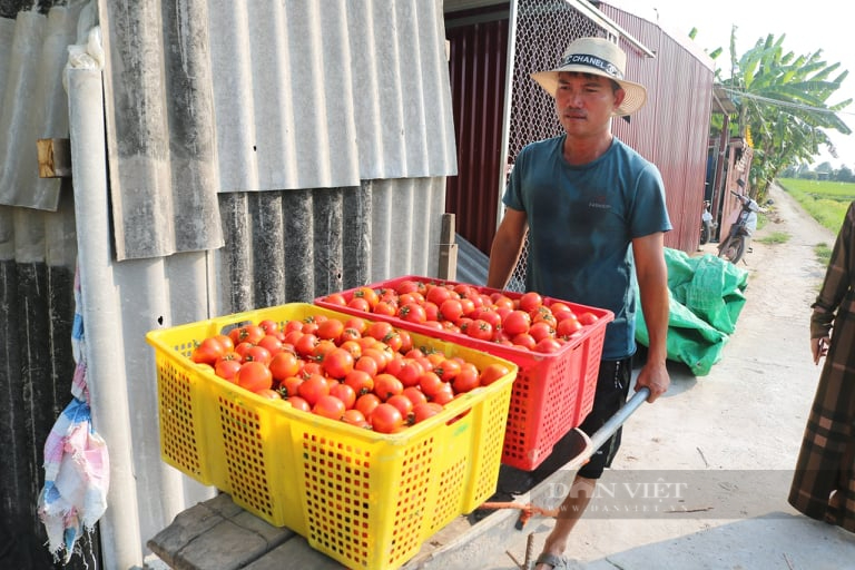 Hải Phòng giá cà chua tăng chóng mặt, bà nội trợ lắc đầu, lè lưỡi - Ảnh 5.