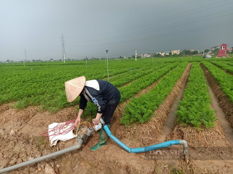 Hải Dương: Trồng cây gì mà thương lái phải đến tận vườn đặt mua, nông dân đổi đời qua mỗi vụ - Ảnh 3.