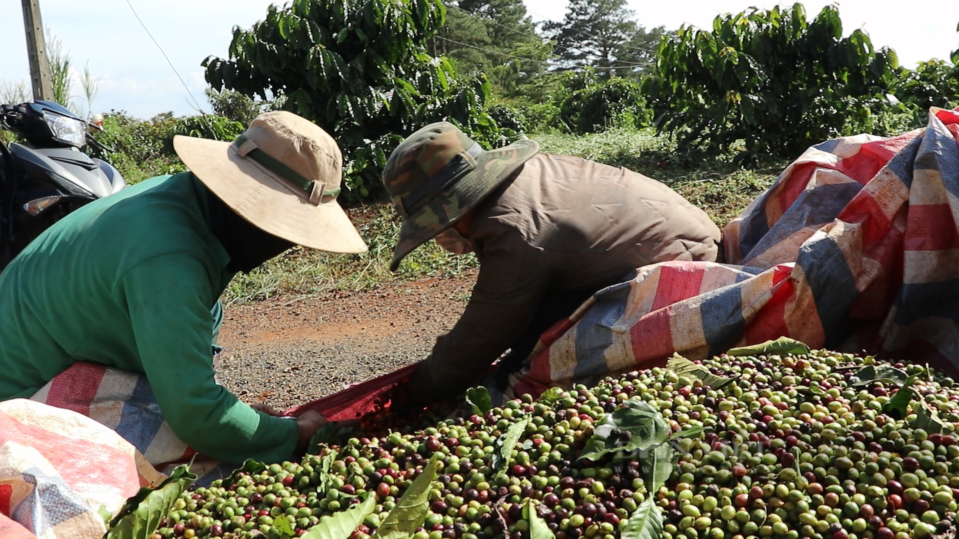 Giá cà phê tại Lâm Đồng hơn 40 ngàn/kg, đoàn viên, thanh niên thu hoạch kiểu “vần công” - Ảnh 4.