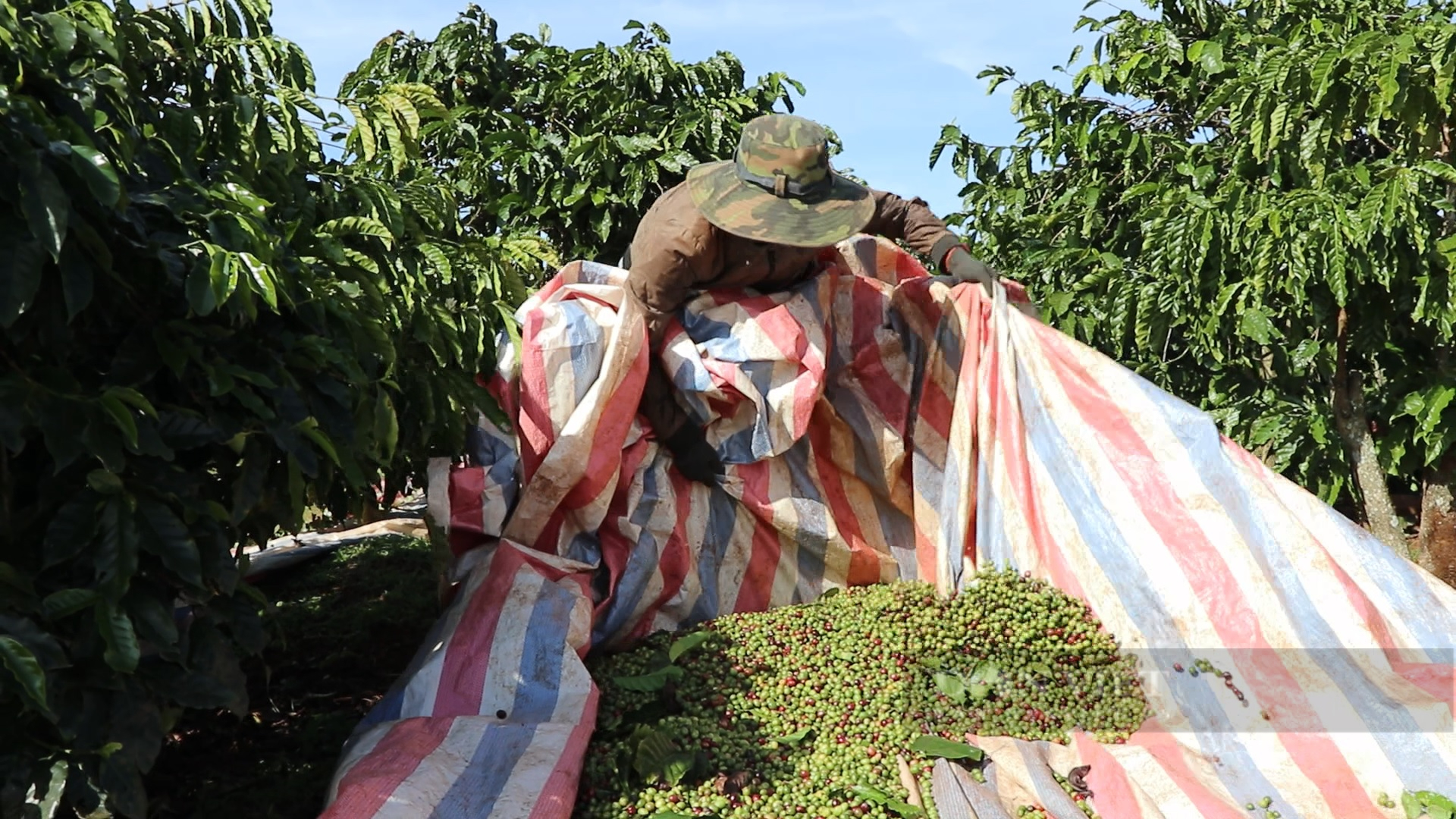 Giá cà phê tại Lâm Đồng hơn 40 ngàn/kg, đoàn viên, thanh niên thu hoạch kiểu “vần công” - Ảnh 3.