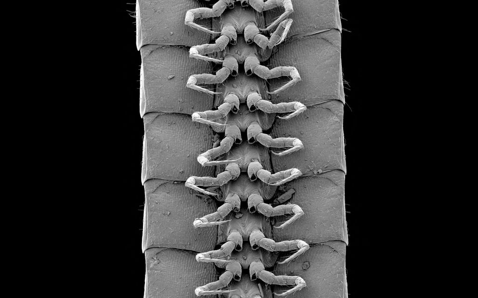 Bất ngờ với loài sinh vật... nhiều chân nhất thế giới