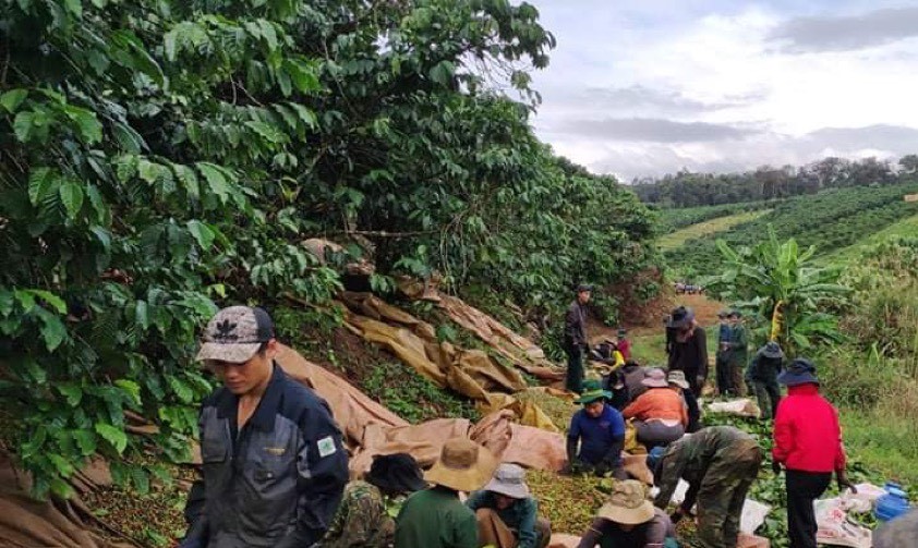 Giá cà phê tại Lâm Đồng hơn 40 ngàn/kg, đoàn viên, thanh niên thu hoạch kiểu “vần công” - Ảnh 1.