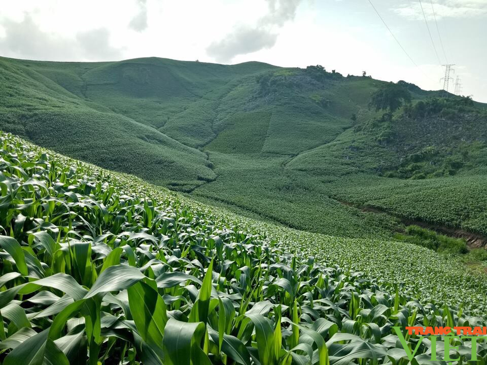 Hoà Bình: Trồng ngô sinh khối, hướng đi mới giúp nông dân chủ động nguyên liệu thức ăn cho chăn nuôi  - Ảnh 4.