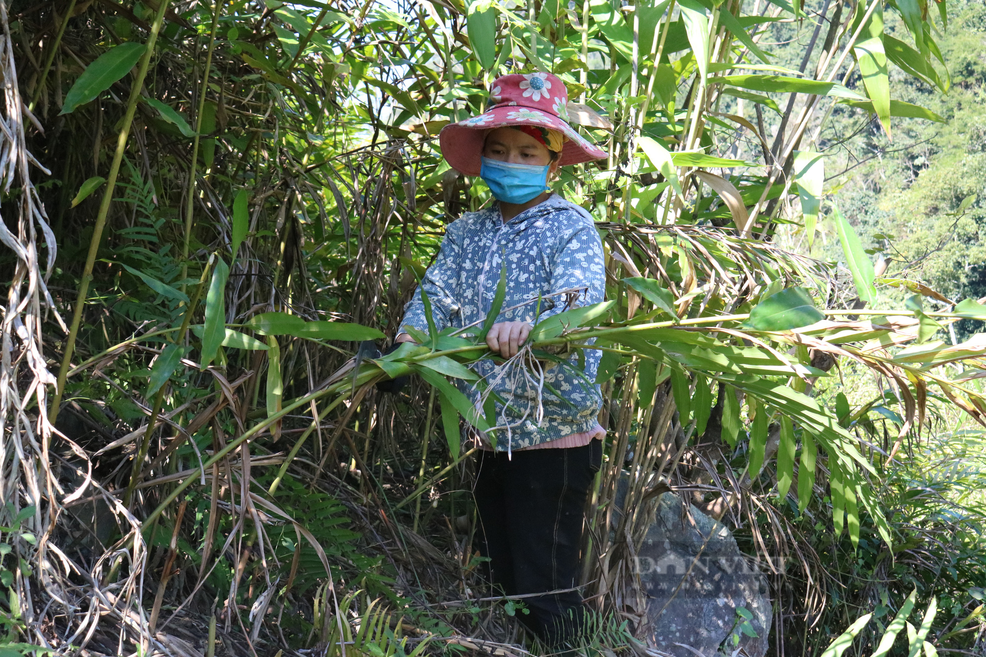 Sơn La: Hàng chục ha cây sa nhân bị người dân chặt bỏ - Ảnh 2.