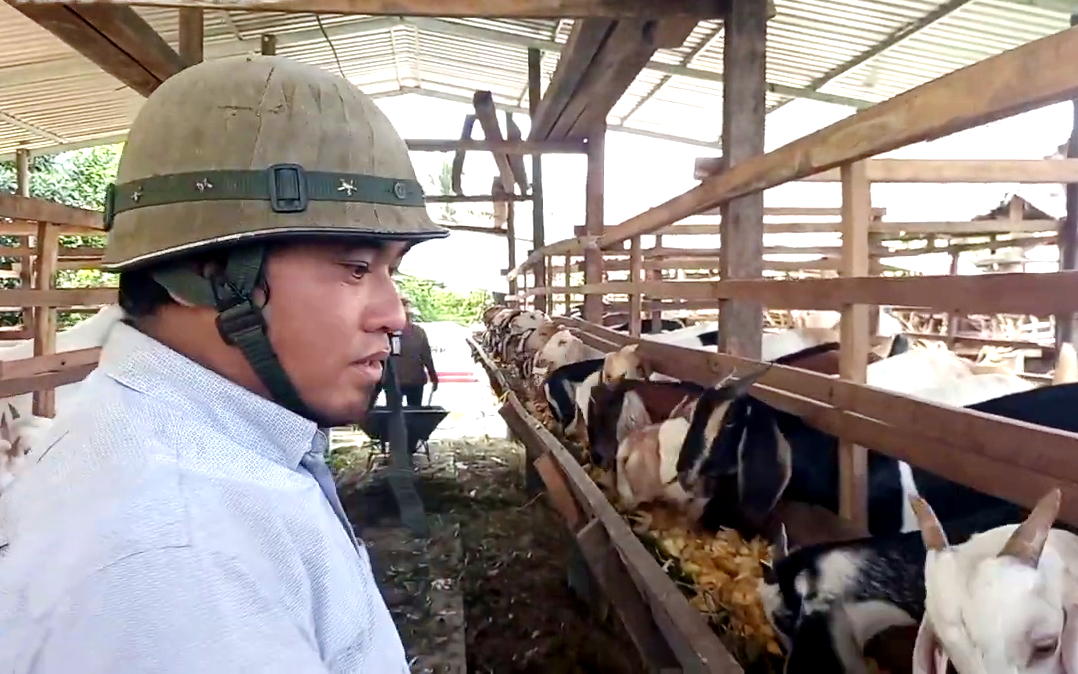 Tiền Giang: Mít Thái bán rẻ như cho, anh nông dân mua về nuôi con tai dài quá mõm, ai ngờ thu lời tiền tỷ