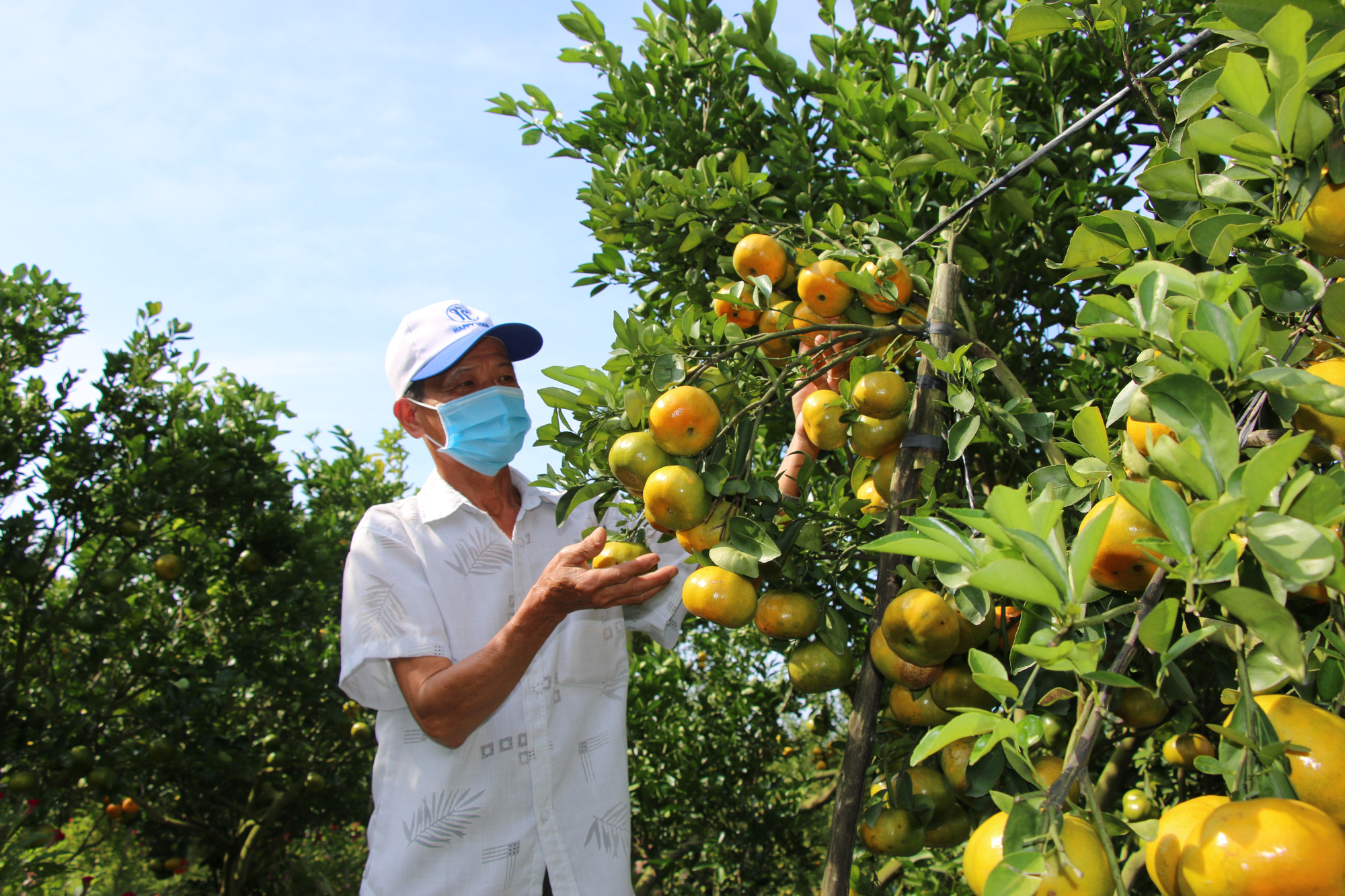 Nông dân thủ phủ quýt hồng Lai Vung tiết lộ niềm vui vụ Tết - Ảnh 3.