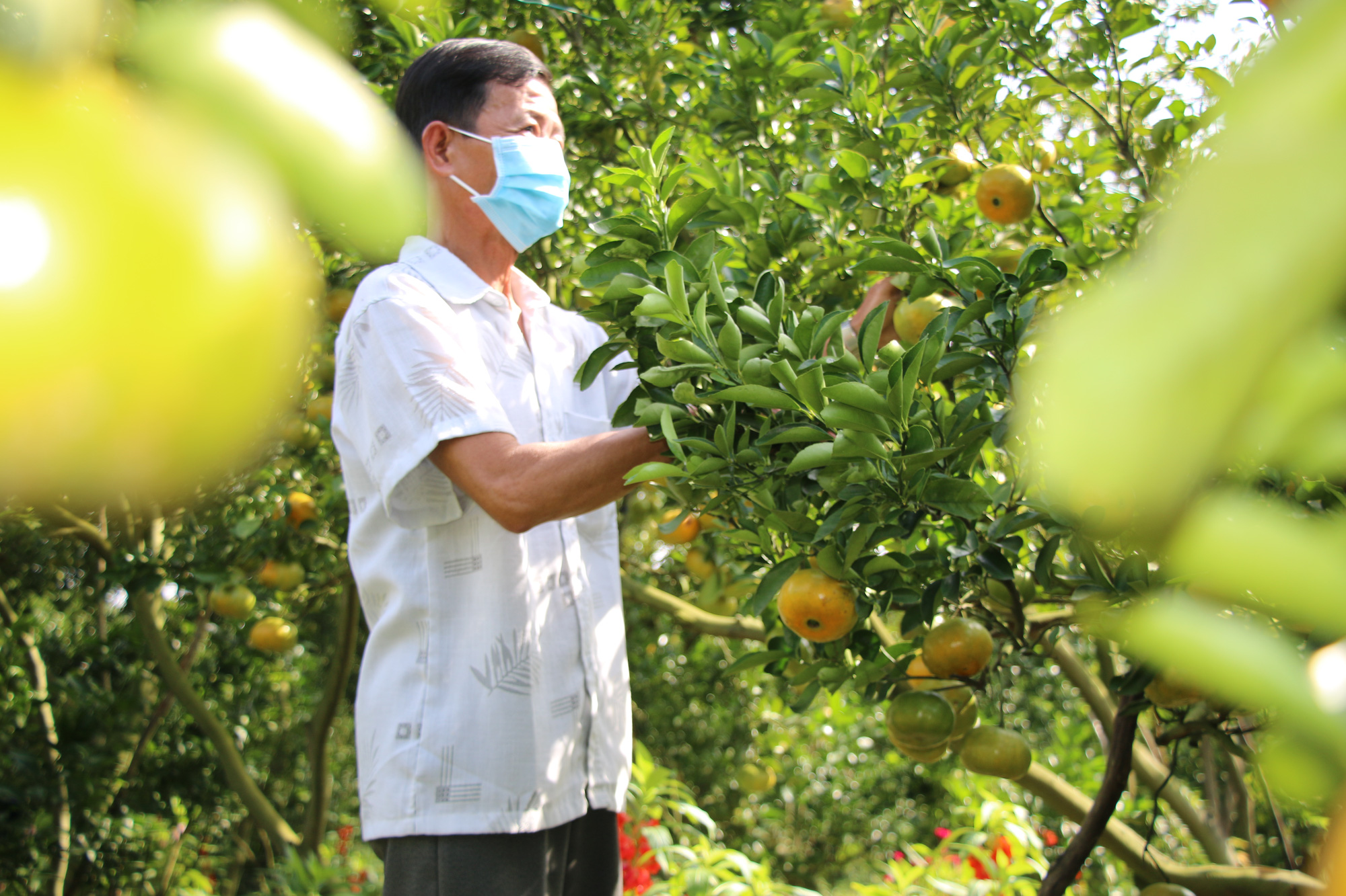 Nông dân thủ phủ quýt hồng Lai Vung tiết lộ niềm vui vụ Tết - Ảnh 4.