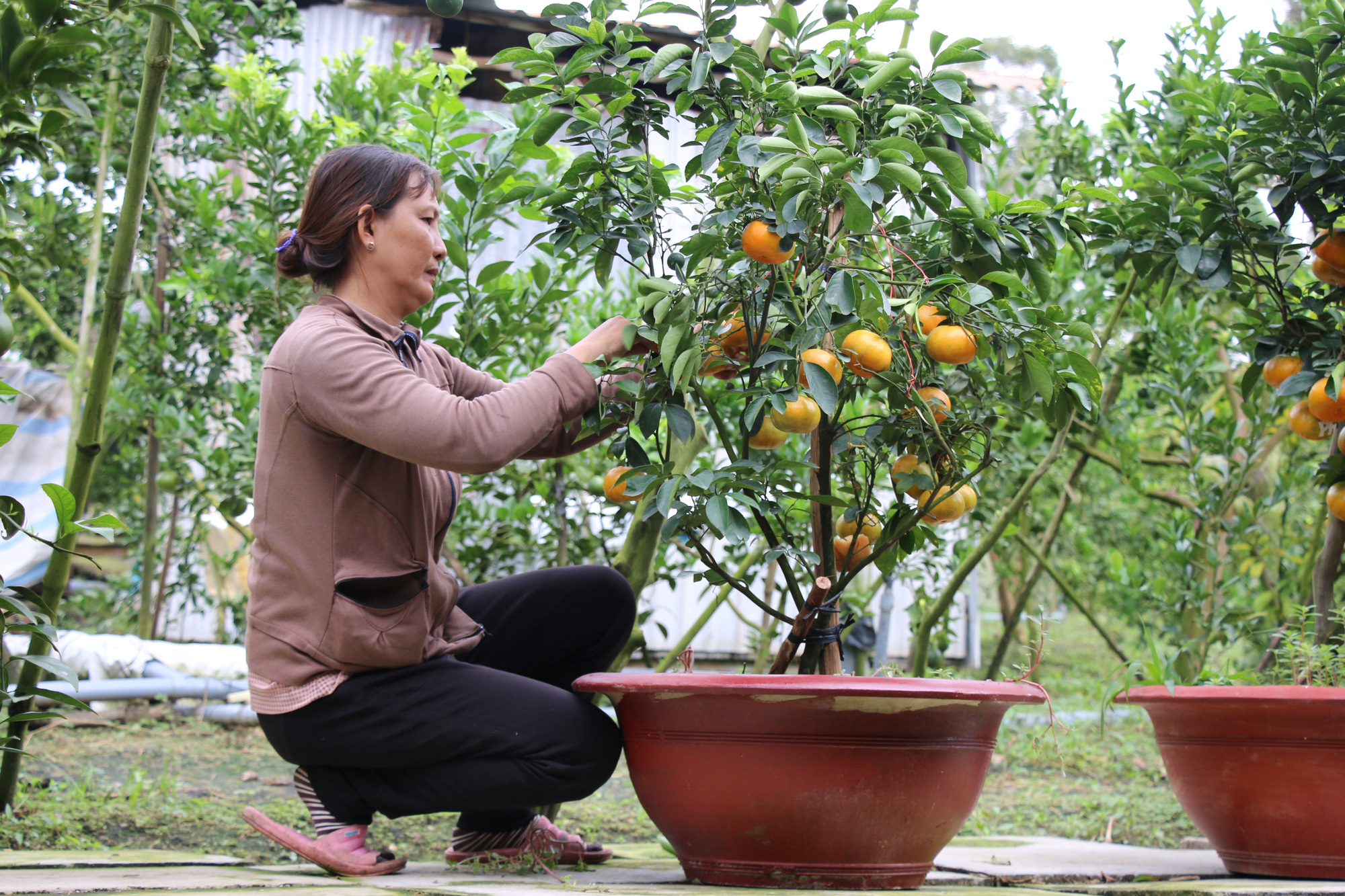 Nông dân thủ phủ quýt hồng Lai Vung tiết lộ niềm vui vụ Tết - Ảnh 17.