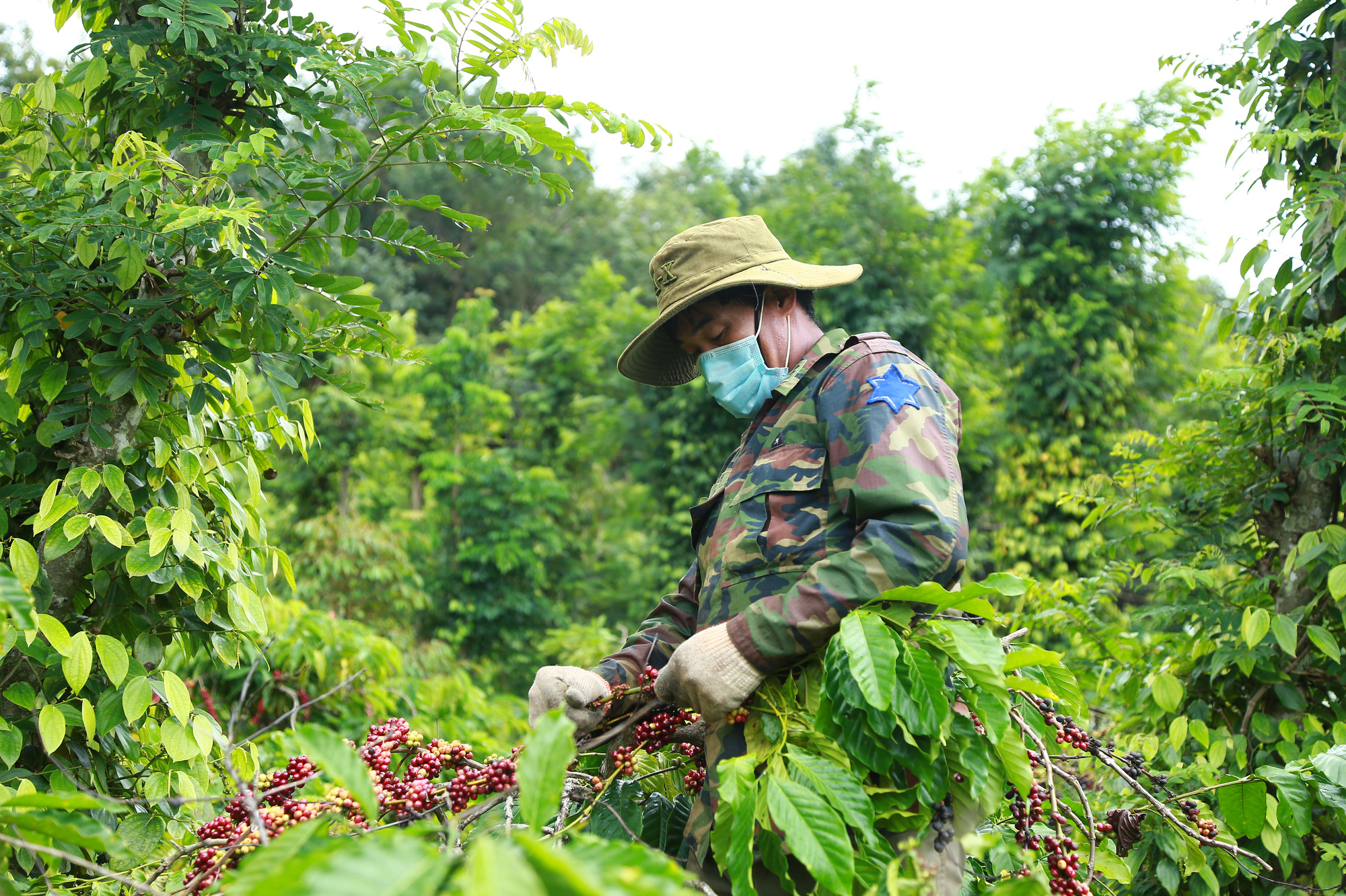 Giá cà phê hôm nay tăng nhẹ, công an chủ động bảo vệ tài sản cho dân - Ảnh 3.