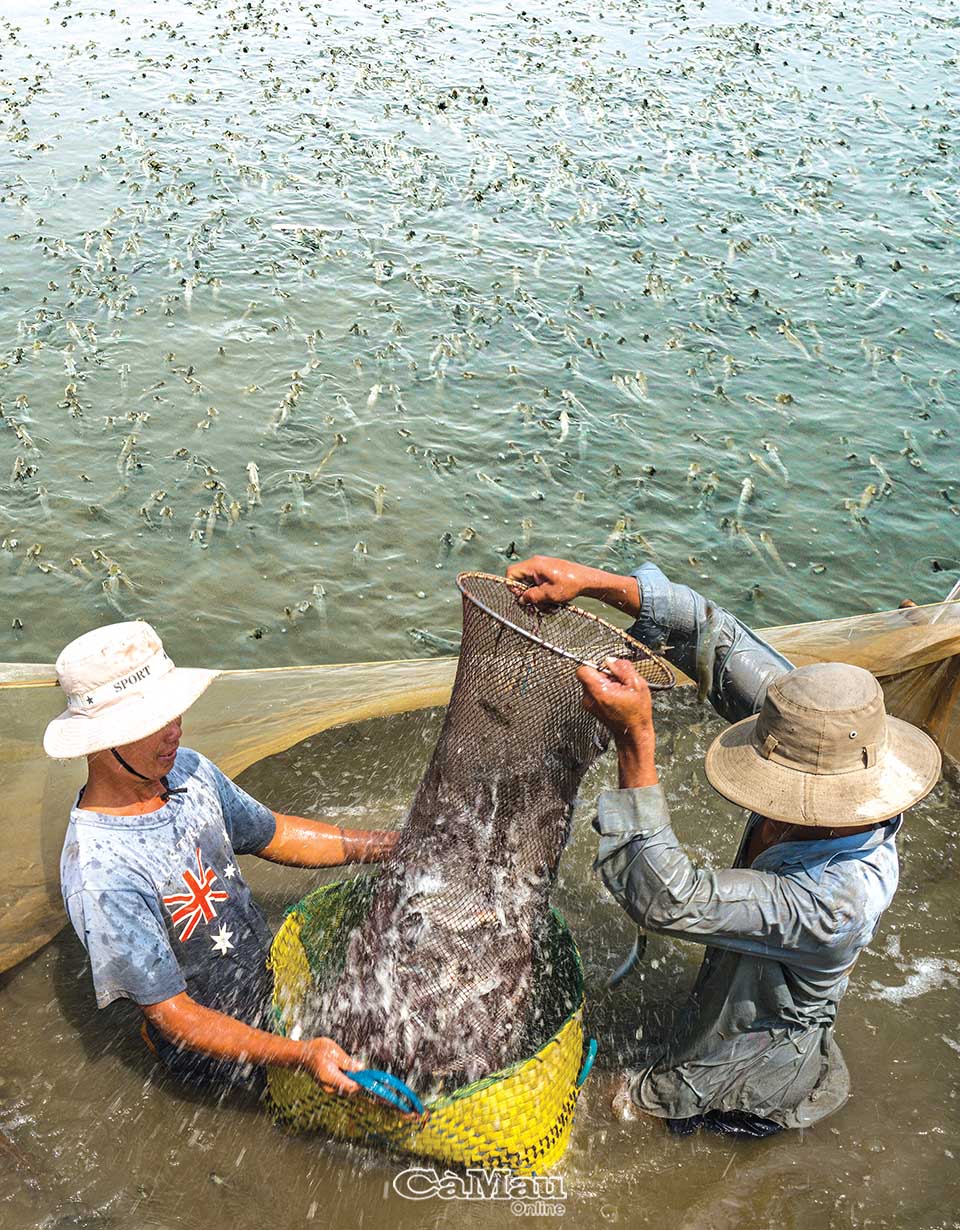 Vùng đất này ở tỉnh Cà Mau dân nuôi dày đặc loài cá bán Tết, xem cảnh xúc cá ai cũng trầm trồ - Ảnh 2.