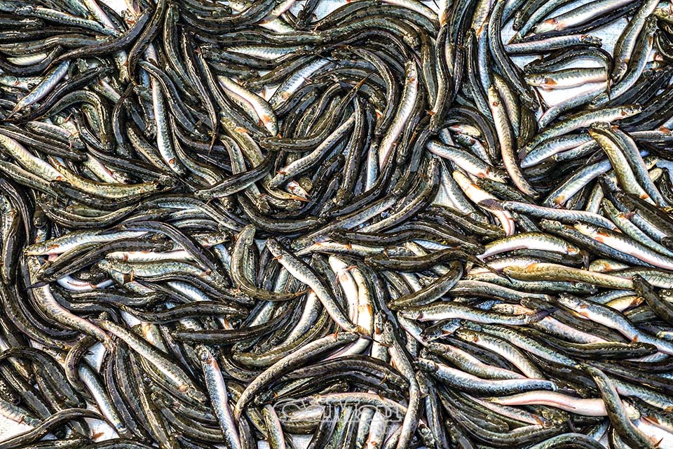 Vùng đất này ở tỉnh Cà Mau dân nuôi dày đặc loài cá bán Tết, xem cảnh xúc cá ai cũng trầm trồ - Ảnh 3.