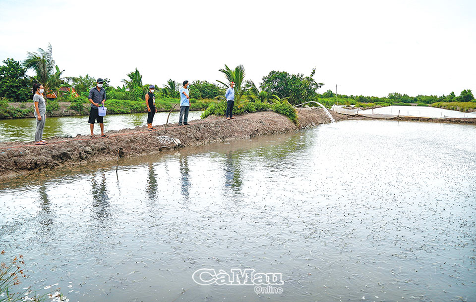 Vùng đất này ở tỉnh Cà Mau dân nuôi dày đặc loài cá bán Tết, xem cảnh xúc cá ai cũng trầm trồ - Ảnh 1.