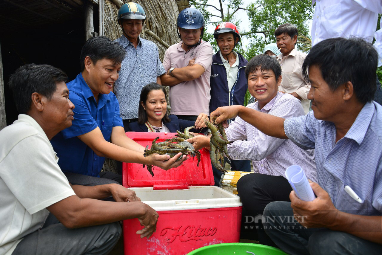 Mô hình tôm-lúa: Nuôi tôm trong ruộng lúa, bắt lên toàn con to bự, ông nông dân Kiên Giang thu hàng trăm triệu - Ảnh 1.