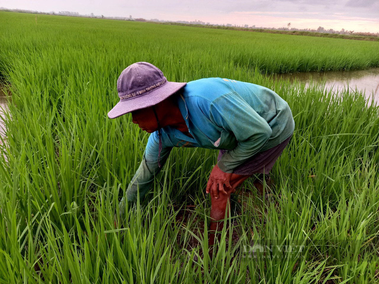 Mô hình tôm-lúa: Nuôi tôm trong ruộng lúa, bắt lên toàn con to bự, ông nông dân Kiên Giang thu hàng trăm triệu - Ảnh 2.