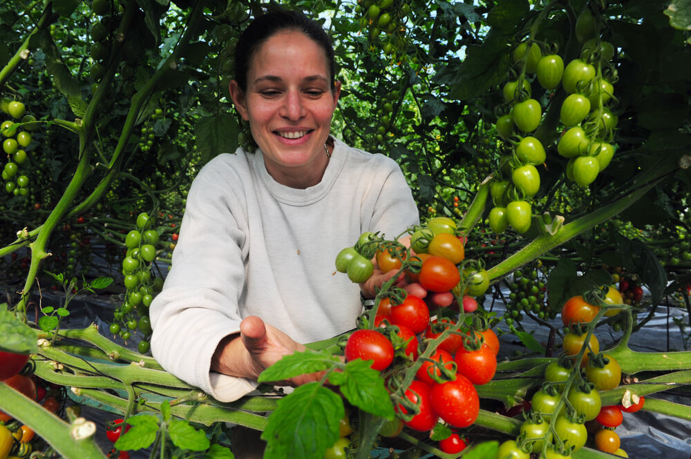 Đại sứ Israel tiết lộ &quot;cây đũa thần&quot; giúp nông dân biến đất chết thành cánh đồng cà chua, chà là ngọt lịm - Ảnh 3.