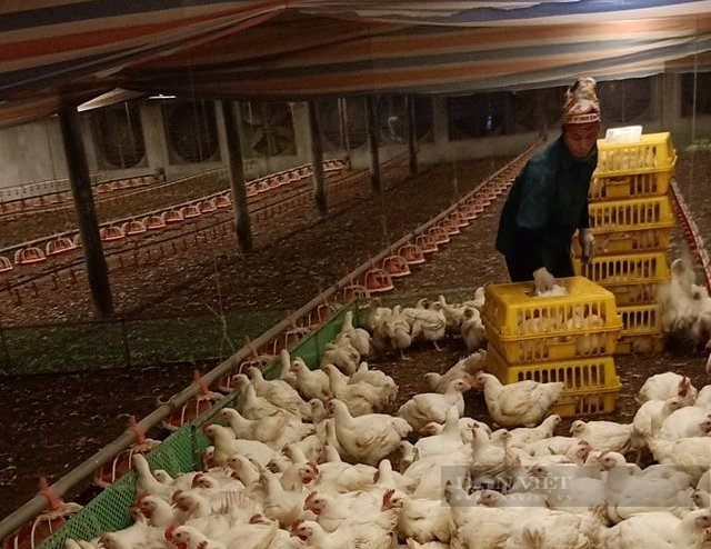 Giá gia cầm hôm nay 2/12: Nông dân Việt Nam xuất sắc bày cách nuôi gà hiệu quả, dễ bán - Ảnh 1.
