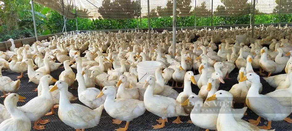 Giá gia cầm hôm nay 2/12: Nông dân Việt Nam xuất sắc bày cách nuôi gà hiệu quả, dễ bán - Ảnh 3.
