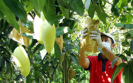 Mã số vùng trồng là gì mà hễ nông dân nào của tỉnh Vĩnh Long làm thì đều bán trái cây ngon ơ?