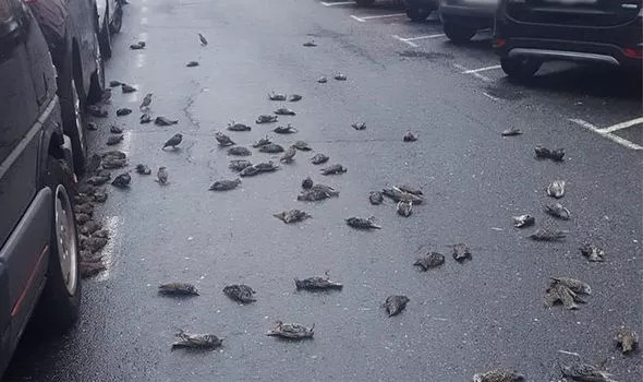 Bí ẩn hàng trăm con chim bỗng chết rơi như mưa bên ngoài bệnh viện - Ảnh 2.