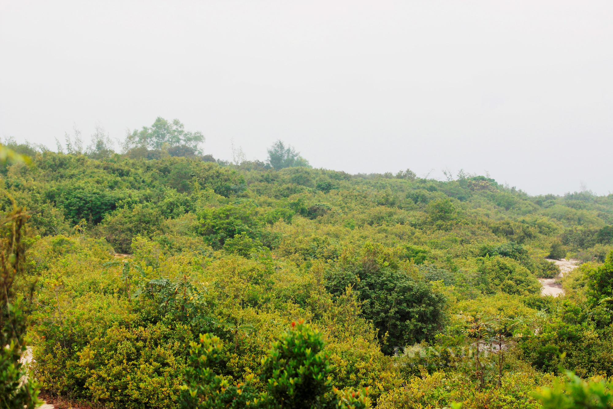 Có một làng ở Quảng Bình người dân cùng nhau bảo vệ rừng trâm bầu cổ thụ hàng trăm năm tuổi - Ảnh 2.