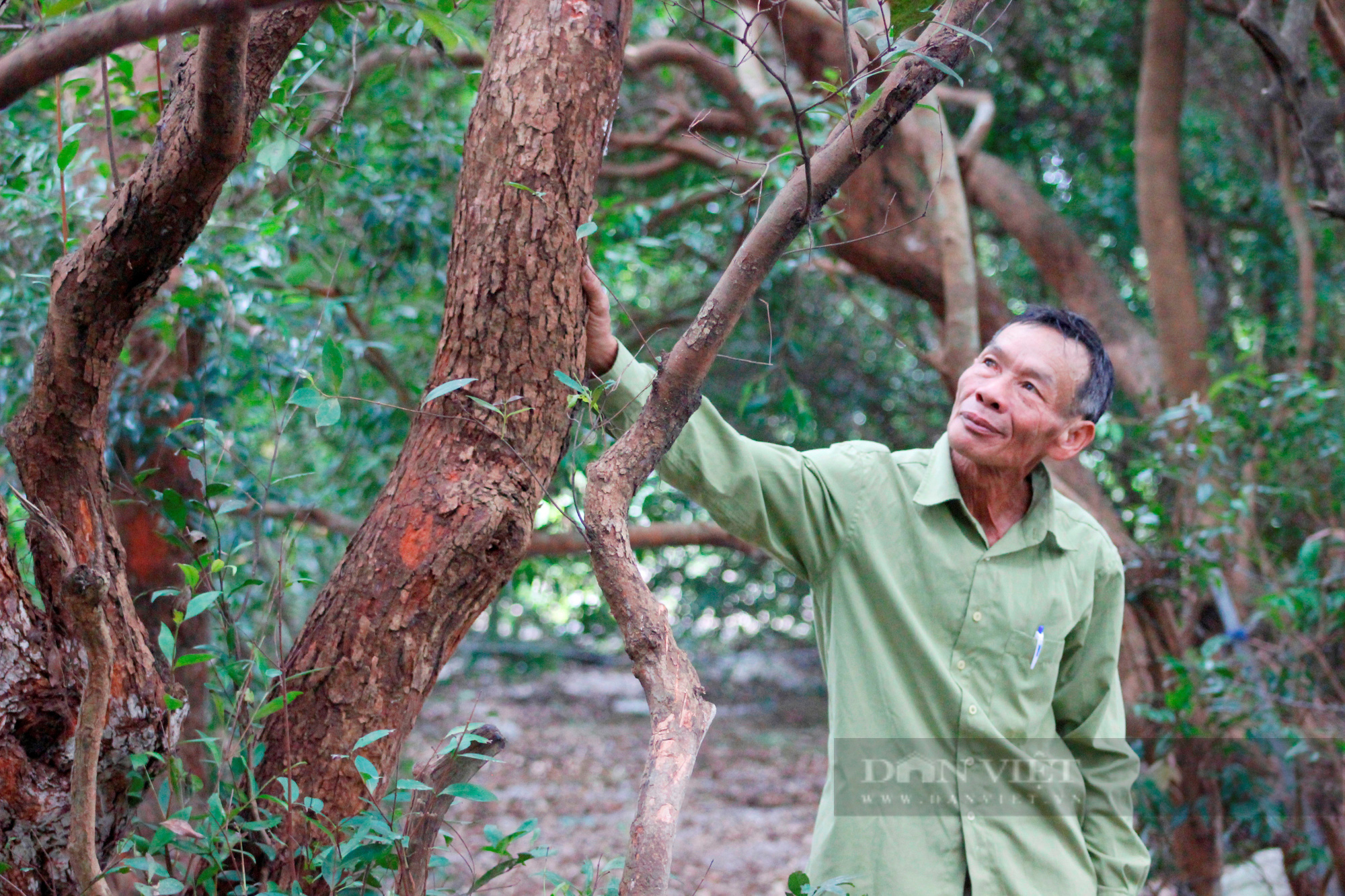 Có một làng ở Quảng Bình người dân cùng nhau bảo vệ rừng trâm bầu cổ thụ hàng trăm năm tuổi - Ảnh 3.