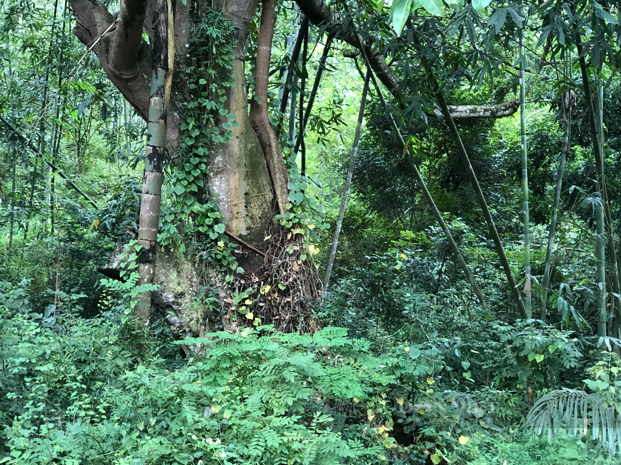 Làng Canh vàng của rừng ở Lạng Sơn  - Ảnh 2.