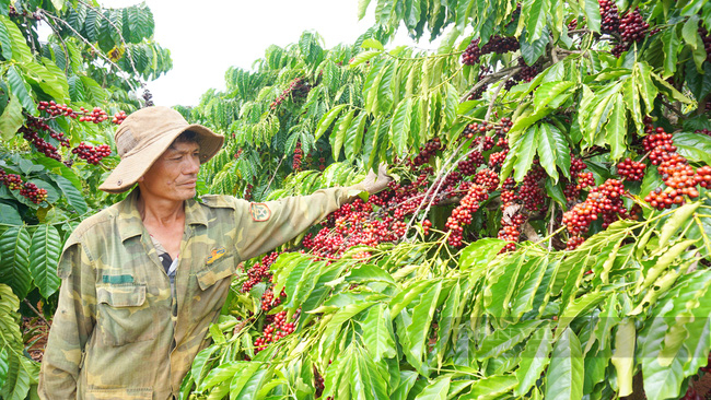 Việt Nam bất ngờ là nguồn cung cà phê lớn nhất cho thị trường này - Ảnh 6.