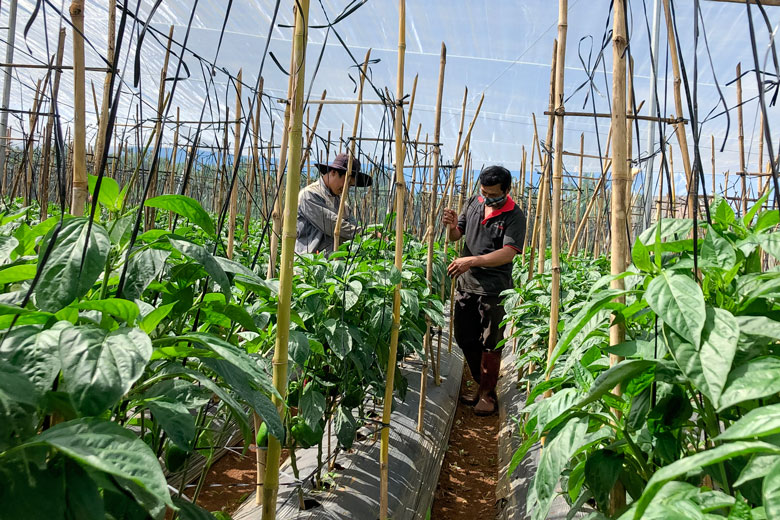 Lâm Đồng: Bỏ cây cà phê, nông dân vùng sâu Đà Loan trồng rau trong nhà lưới, thời buổi dịch giã vẫn bán tốt - Ảnh 1.