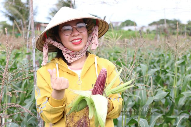 Nữ kỹ sư trẻ gác lại ước mơ học tập nước ngoài, về Ninh Thuận lên ngôi “Nữ hoàng” với giống bắp tím - Ảnh 1.