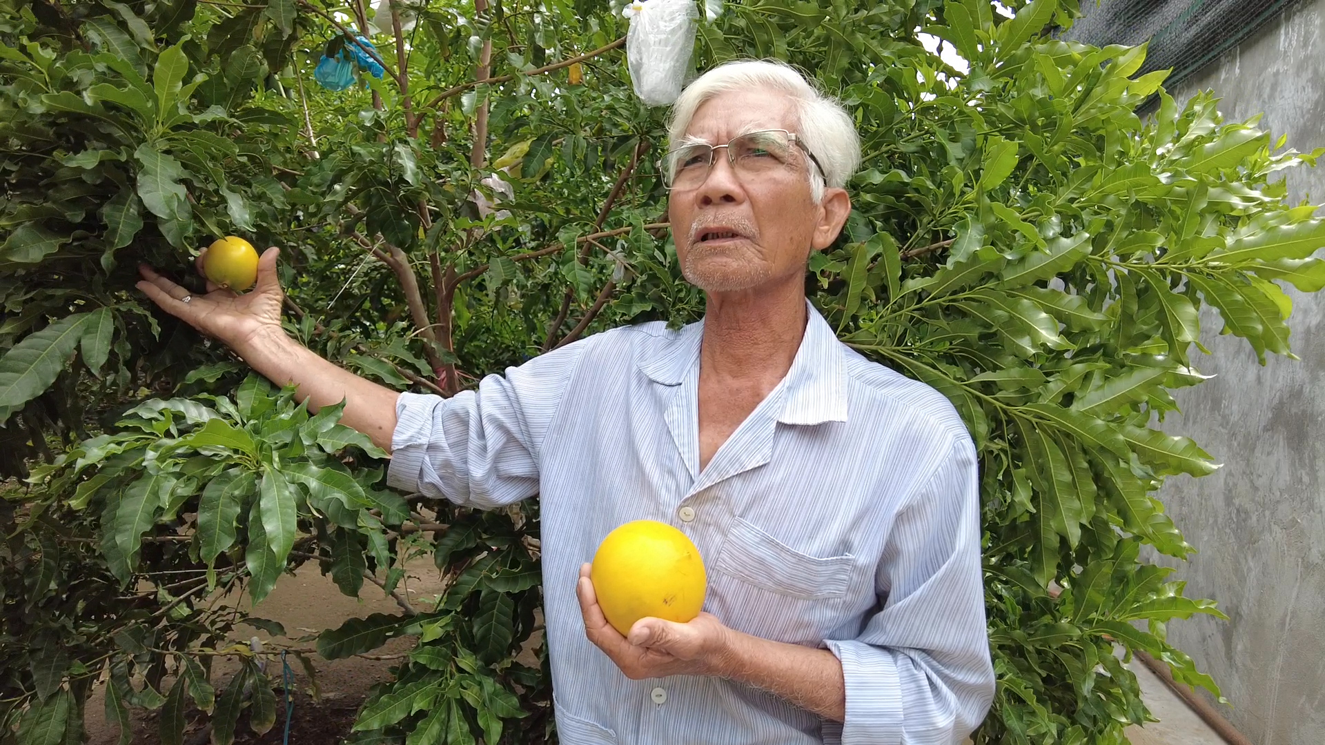 Nông dân tỉnh An Giang làm giàu từ mô hình trồng xen canh nhiều loại cây ăn trái kiểu thông minh - Ảnh 6.